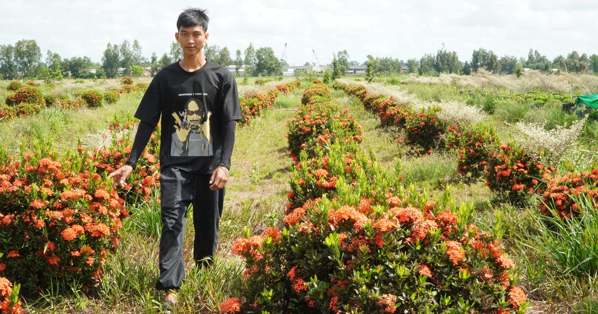 Trồng bông kiểng ‘quốc dân’ trên đất phèn mặn, thu nhập trăm triệu đồng