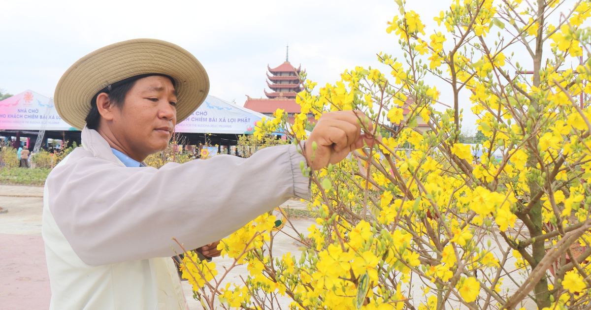 Độc đáo hàng trăm cây mai vàng nở trái mùa, rực rỡ Vesak 2025: Chủ vườn bật mí