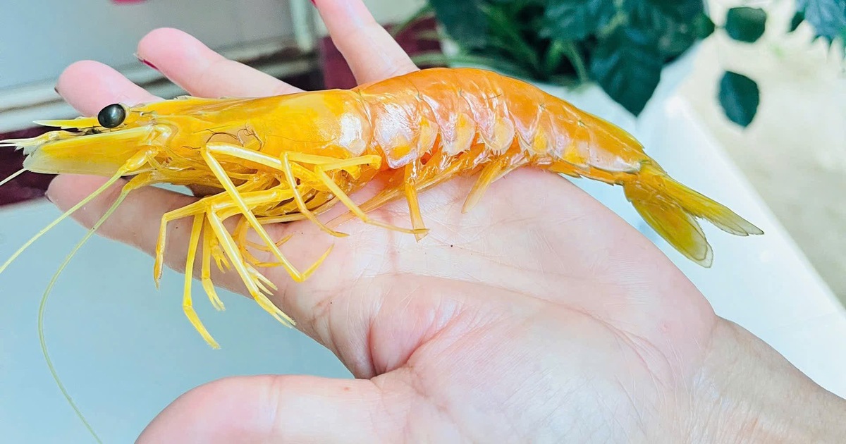 Chuyện lạ miền Tây: Bắt được tôm sú vàng óng, 3 râu nuôi làm cảnh