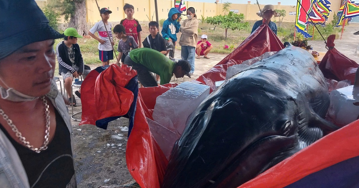 Cá voi nặng hơn 1 tấn mắc cạn tại biển Ninh Chữ, Ninh Thuận