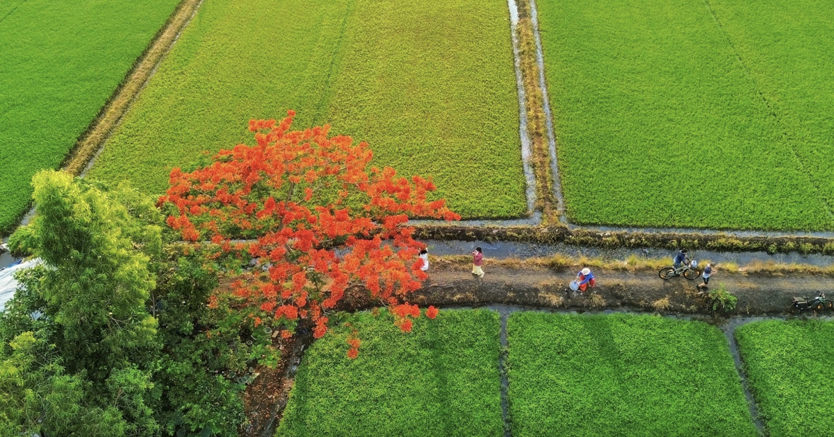 'Cây phượng cô đơn' giữa đồng xanh ở TP.HCM lại gây sốt: Đỏ rực một góc trời