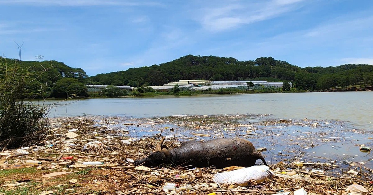 Xác trâu và rác thải gây ô nhiễm nguồn nước tại hồ Đankia - Suối Vàng