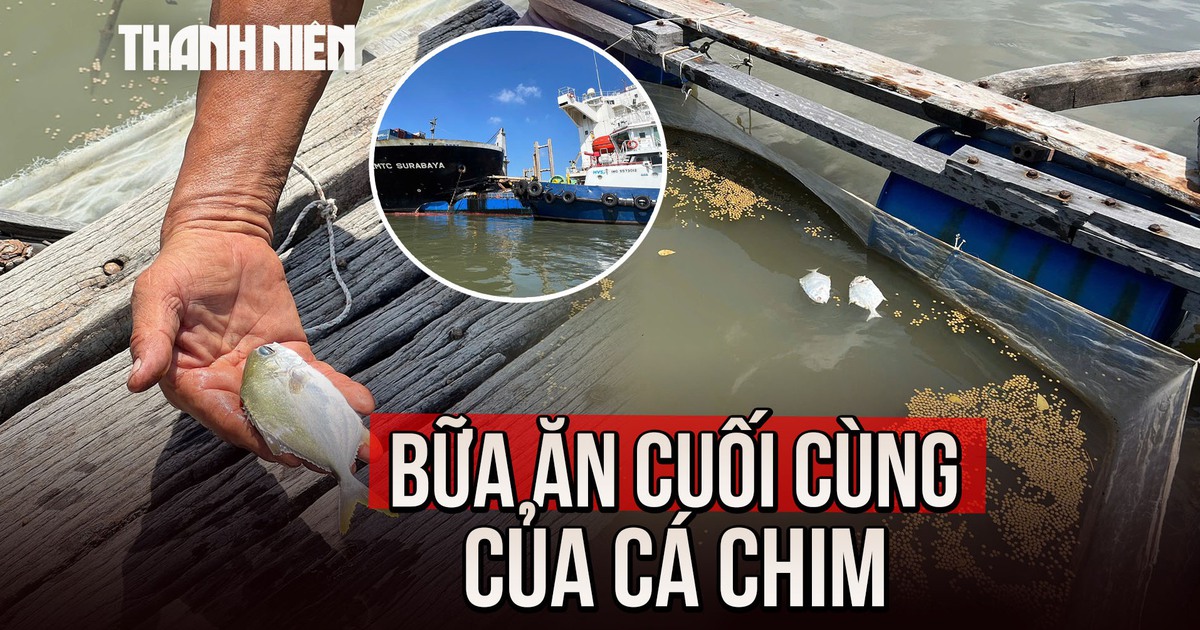 Cá chết hàng loạt sau bữa ăn 'ngấm dầu' vụ tai nạn trên sông Lòng Tàu