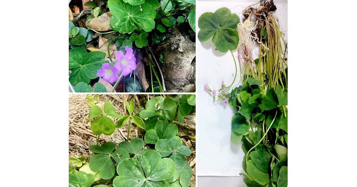 Cảnh báo về a xít gây độc trong cây me đất