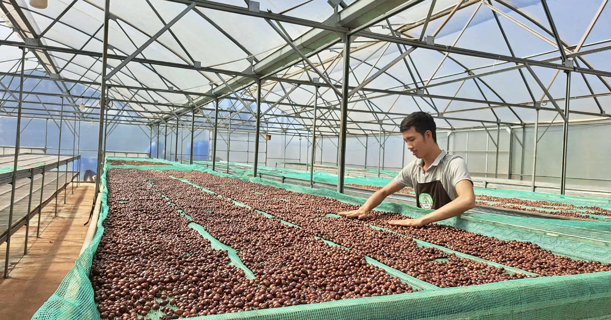 Người trồng cà phê Đắk Lắk chỉ cách nhận biết cà phê trộn đậu nành, bắp rang