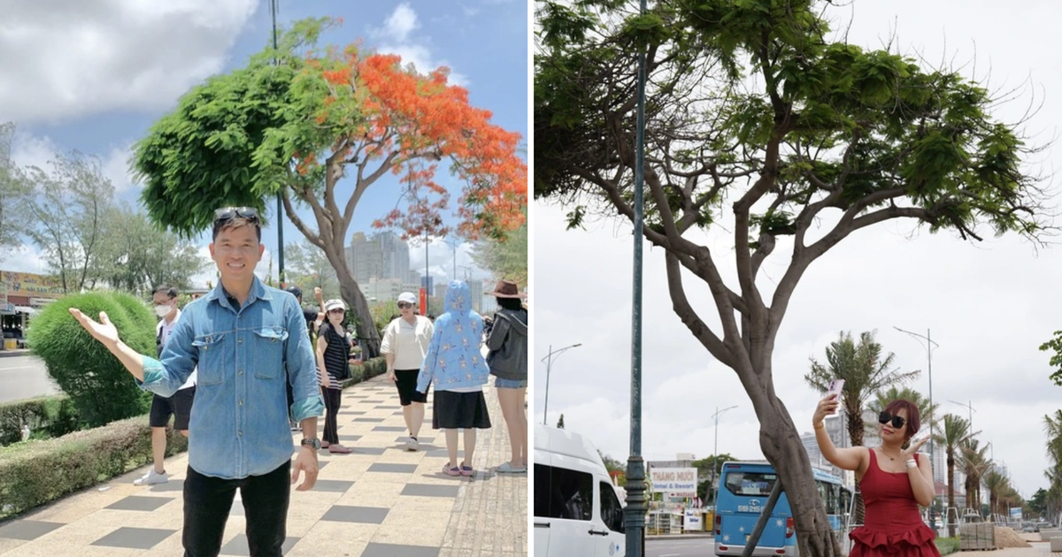 Cây phượng nửa lá nửa hoa 'độc lạ Vũng Tàu' khiến du khách ngỡ ngàng hè 2025