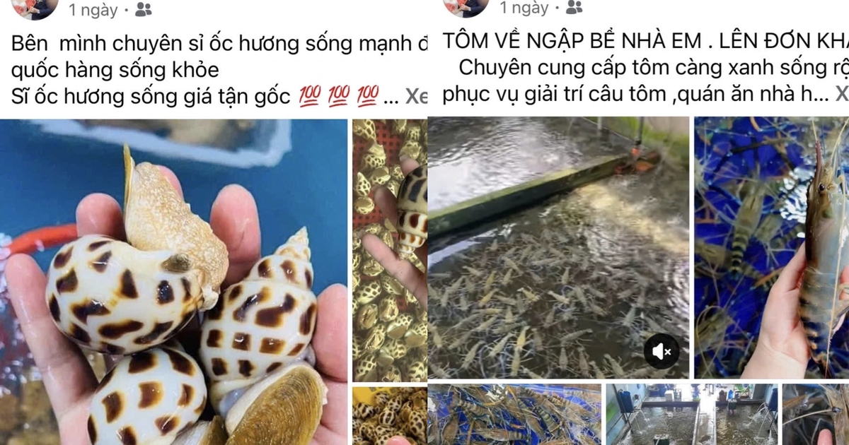 Cặp vợ chồng ở TP.HCM lừa bán hải sản cho hàng trăm người, chiếm đoạt 300 triệu