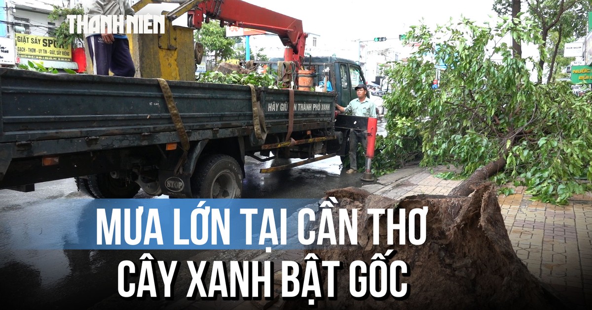 Mưa giông do ảnh hưởng bão số 1, cây xanh bật gốc tại Cần Thơ