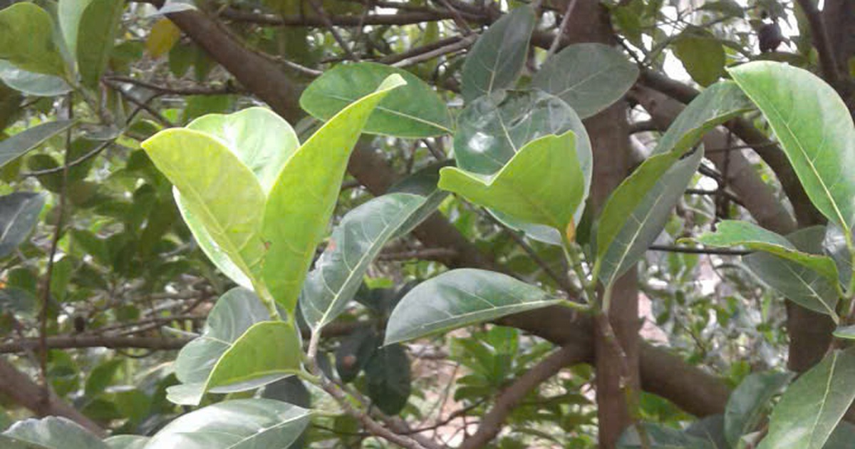 Chọn cuộc sống bình yên, hòa mình vào thiên nhiên