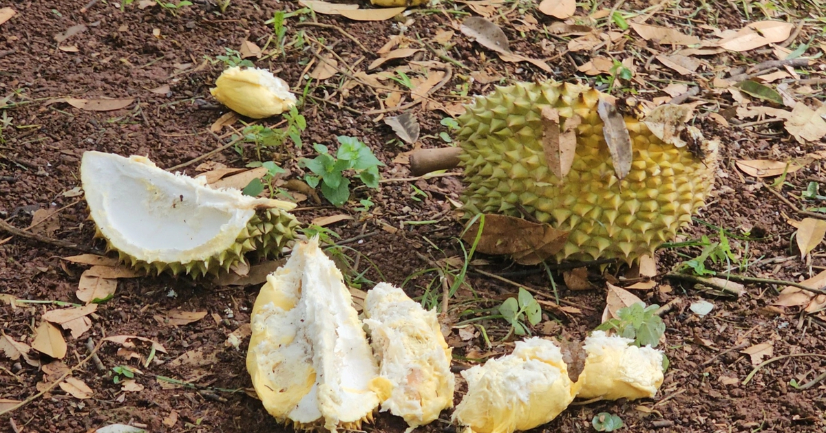 Đồng Nai: Sầu riêng chín rụng, thương lái lẫn chủ vườn đều 'khóc'