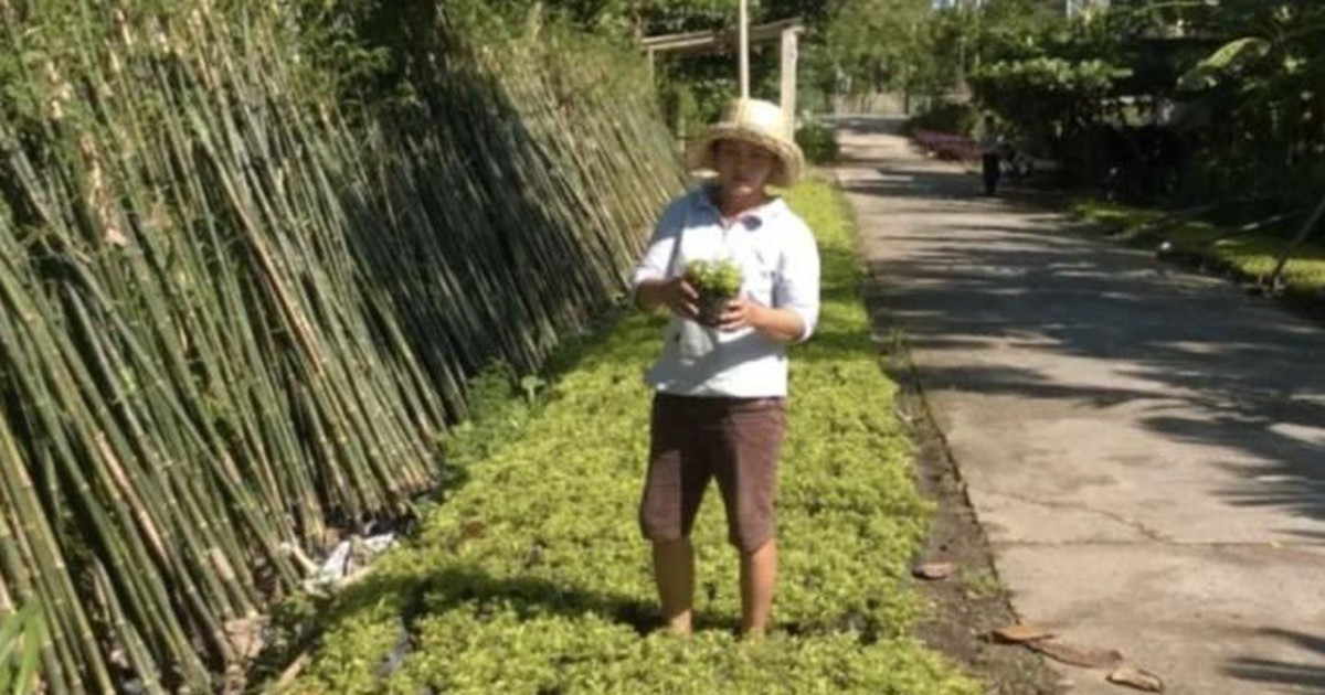 Sống đẹp với niềm đam mê cây cảnh