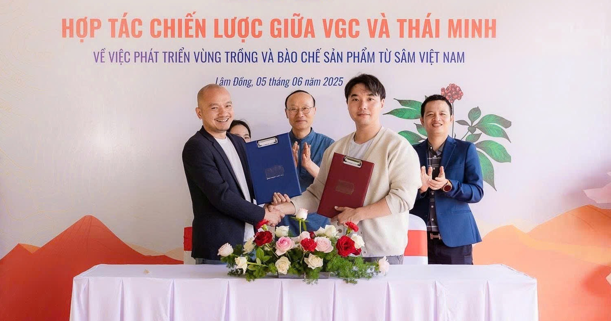 Sâm Thái Minh ‘bắt tay’ VGC: Chiến lược mở rộng vùng trồng bằng công nghệ Hàn Quốc