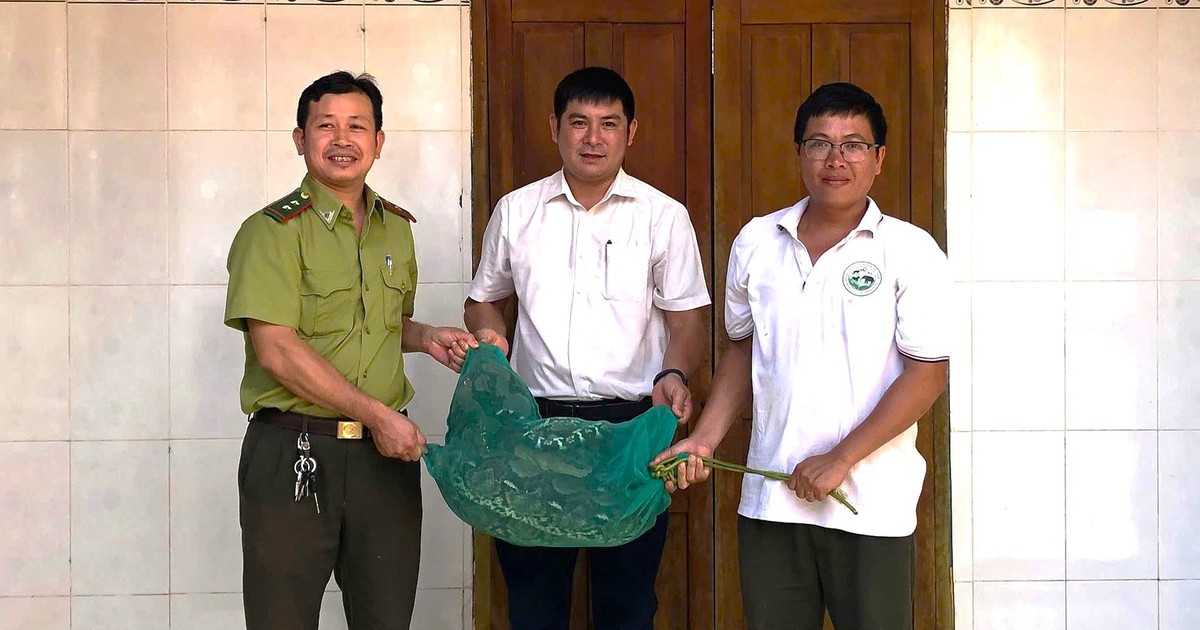 Trăn gấm vào nhà dân... bắt gà