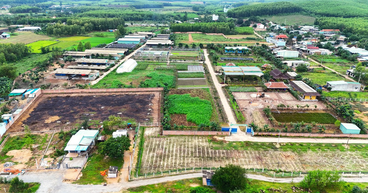 Sẽ thu hồi dự án sản xuất rau an toàn tại Bình Định do sai phạm