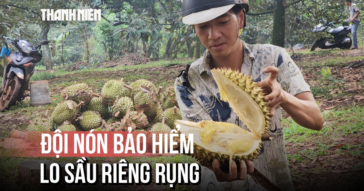 Đội nón bảo hiểm trong vườn sầu riêng, gom từng trái rụng giữa nỗi lo ế ẩm