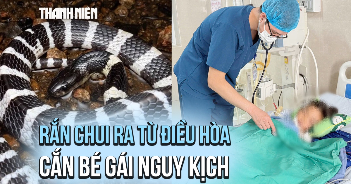 Rắn cạp nia chui ra từ điều hòa, cắn bé gái đang ngủ nguy kịch