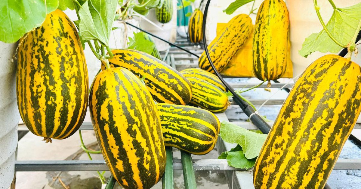 Vườn dưa sân thượng đẹp mê: Trái chín vàng ruộm, ai cũng xin bí quyết