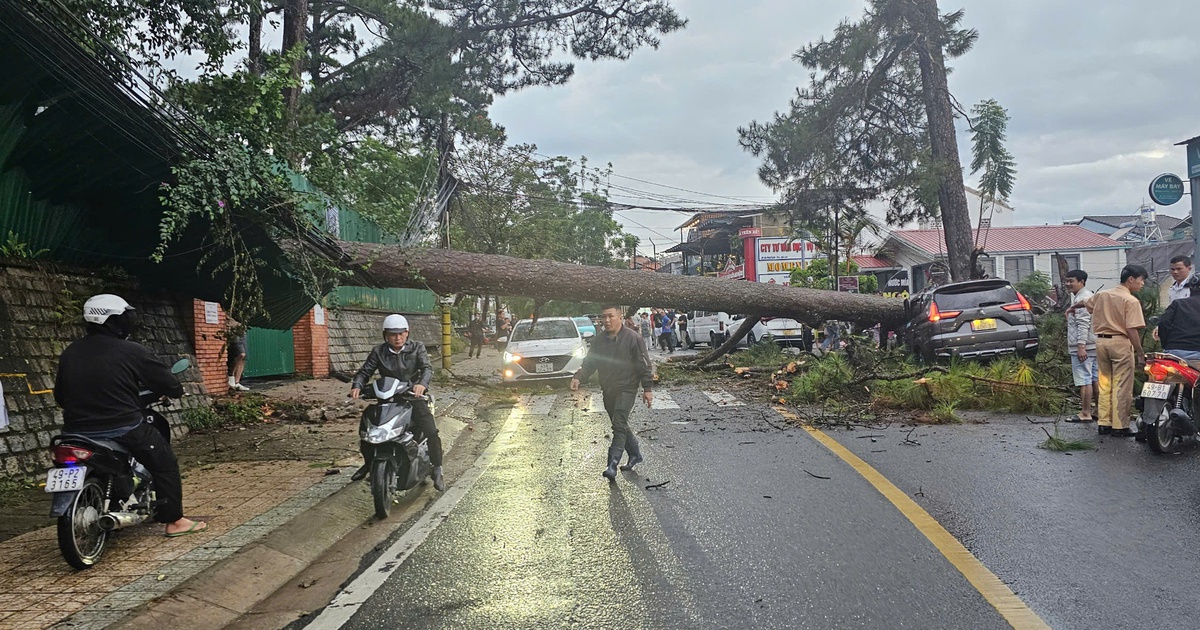 Thông cổ thụ bật gốc đè ô tô giữa đường phố Đà Lạt