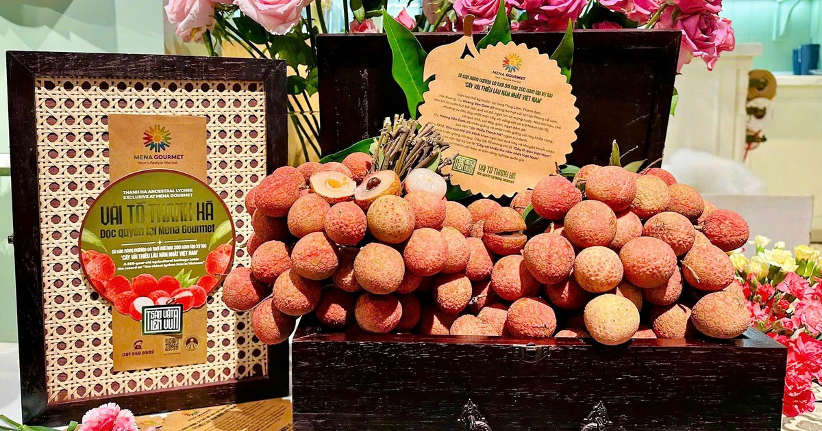 Hành trình đặc biệt: Vải tổ Thanh Hà về với Mena Gourmet