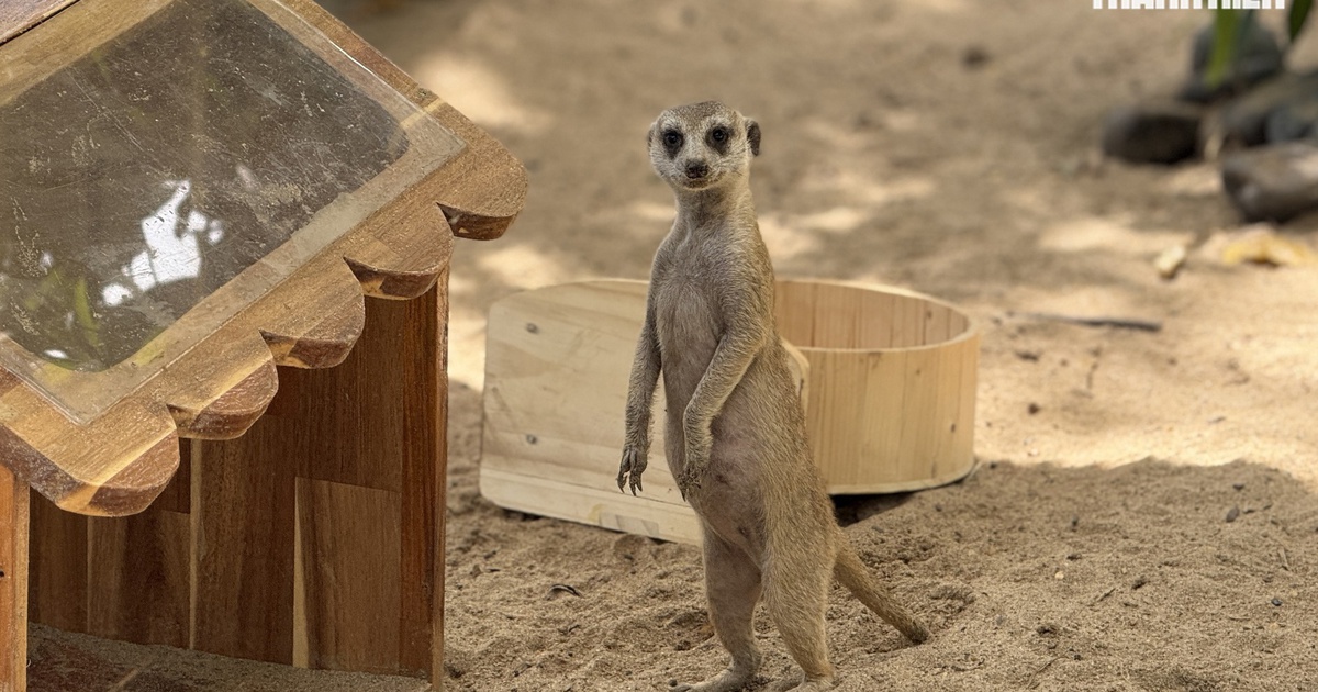 Vườn thú mới toanh ngay trung tâm TP.HCM hè 2025: Capybara, cầy Meerkat... bé nào cũng mê