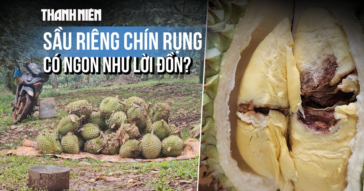 Sầu riêng chín rụng có ngon như lời đồn? Sầu riêng chín rụng có ngon như lời đồn?
