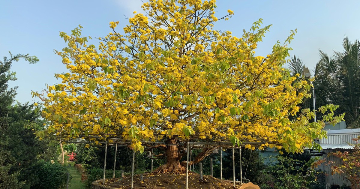 Mai vàng cổ thụ độc bản Việt Nam nhận kỷ lục châu Á có gì đặc biệt?