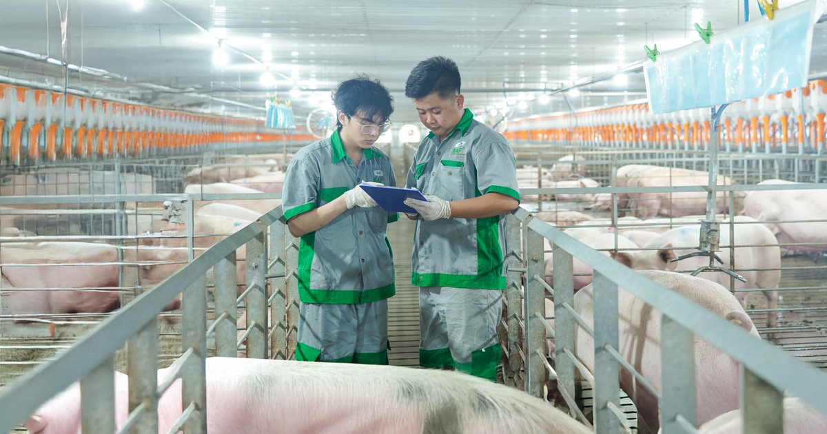 Thương hiệu 'heo ăn chay' thí điểm mô hình nuôi nhóm