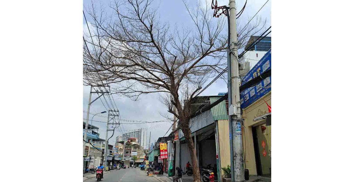 Hai cây chết khô chưa được xử lý