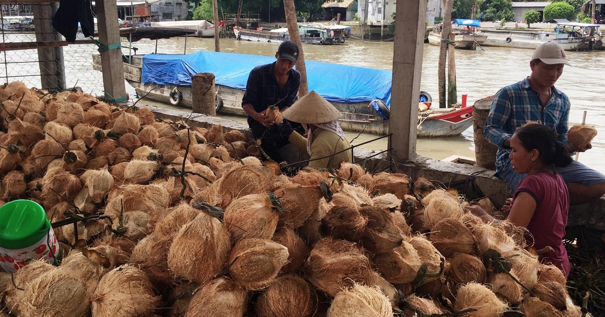 Giá cà phê lao dốc, dừa tăng vọt vì sao?