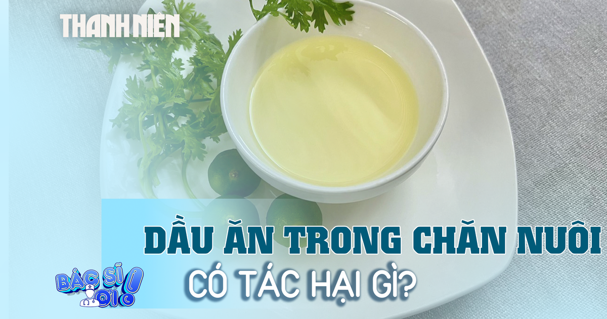 Dầu ăn trong chăn nuôi là gì, có tác hại thế nào?