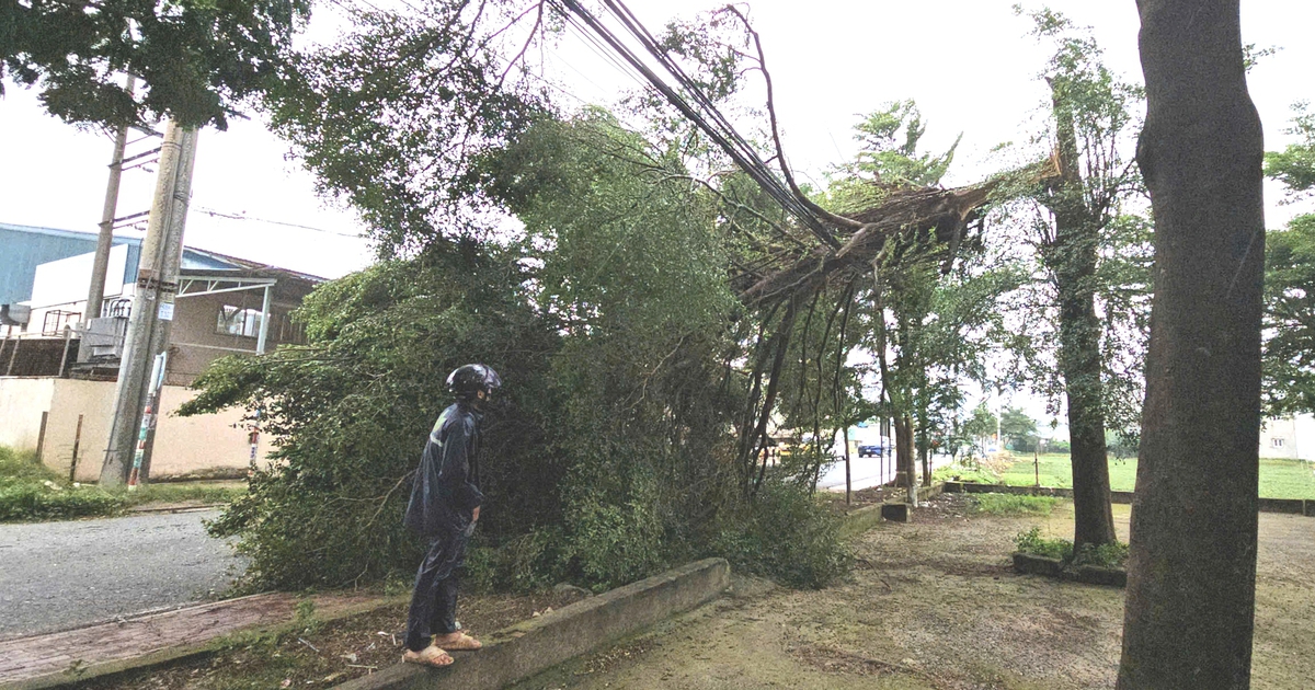 TP.HCM: Cây xanh gãy ngang trước cổng trường học, 1 tài xế may mắn thoát nạn