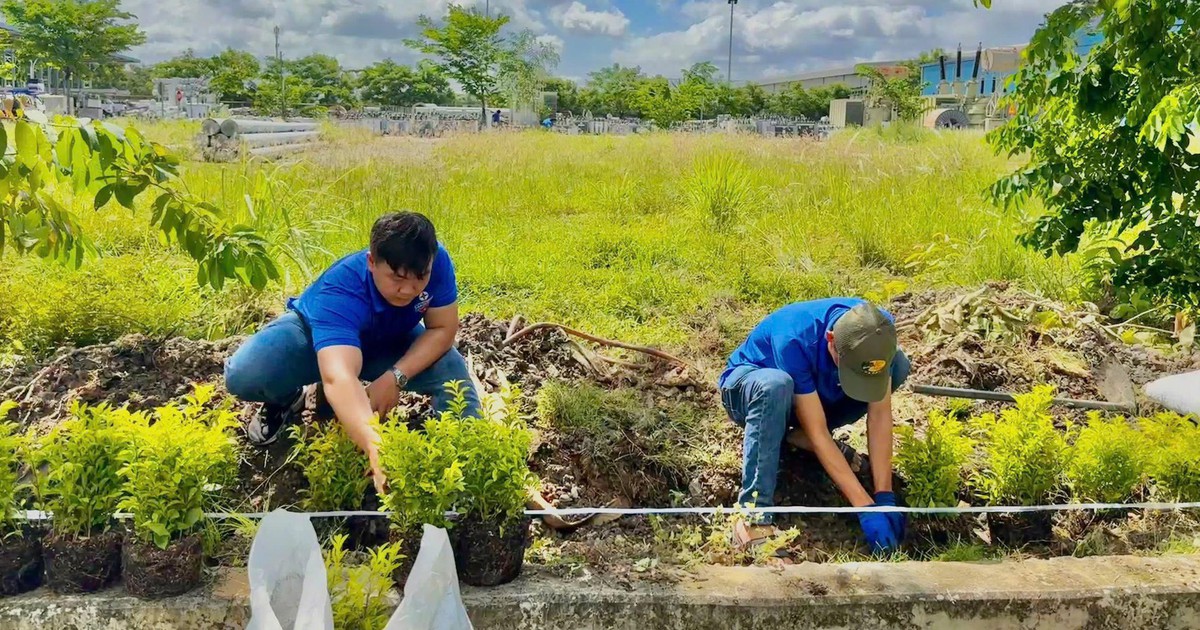 Cảm ơn bóng cây xanh nhé!