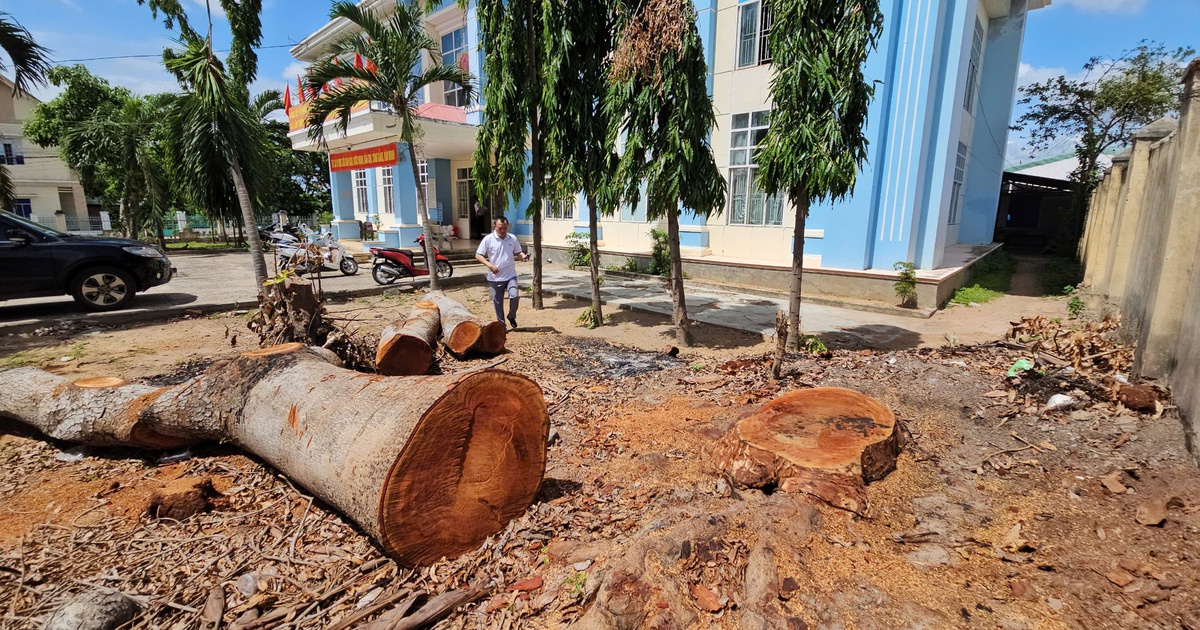 Đốn hạ 8 cổ thụ trong trụ sở phường: Dấu hỏi về xử lý tài sản công