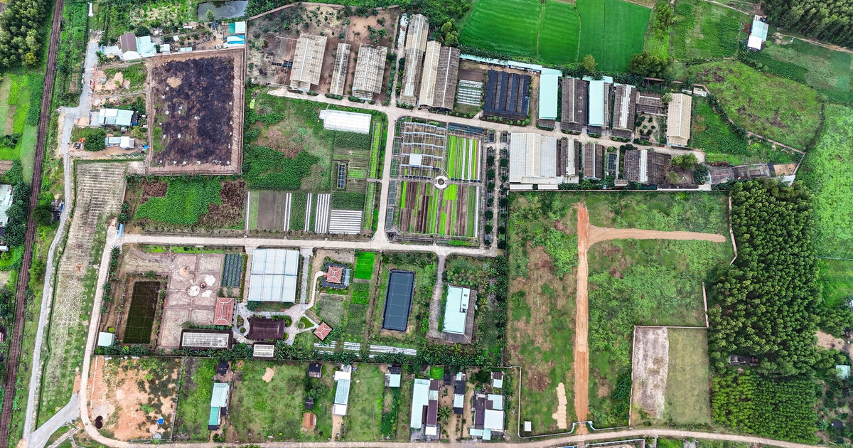 Bình Định: Thu hồi dự án sản xuất rau an toàn, xử lý cán bộ vi phạm