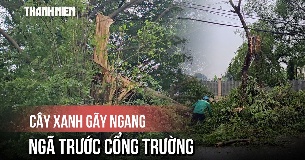 Cây xanh đổ ập trước cổng trường trong cơn mưa