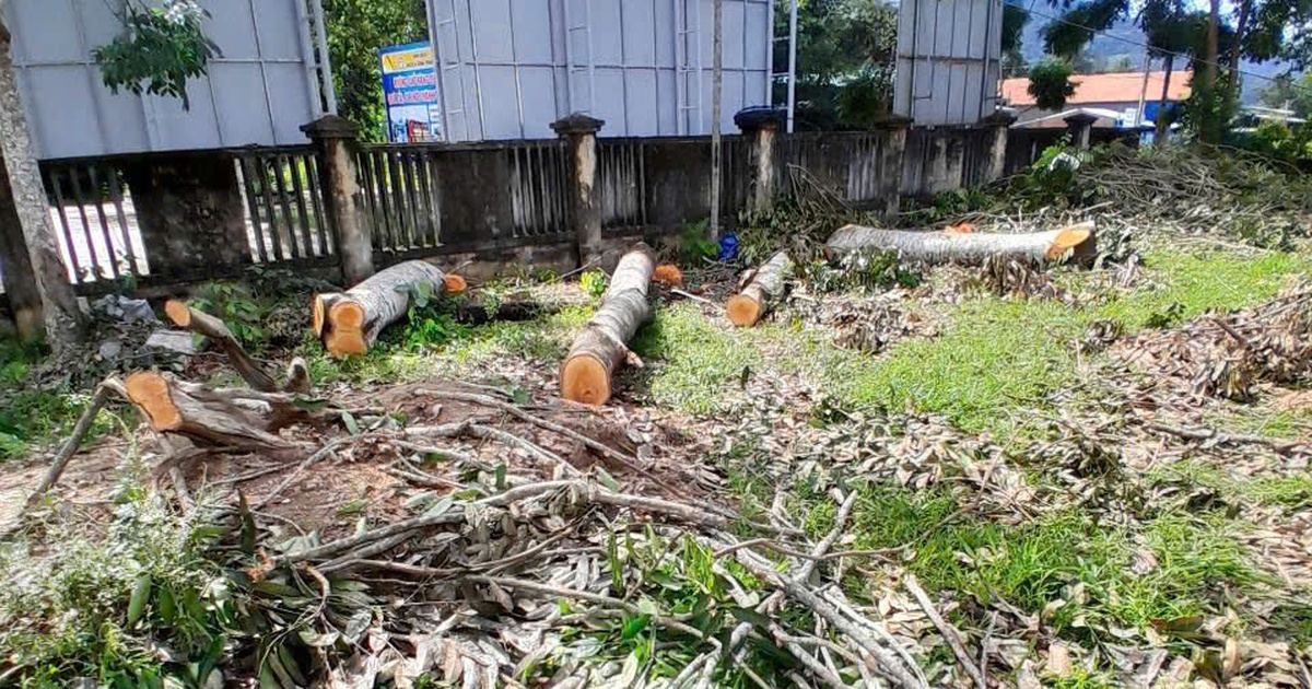 Cưa cây xanh trong trụ sở UBND xã để bán lấy tiền mua quà