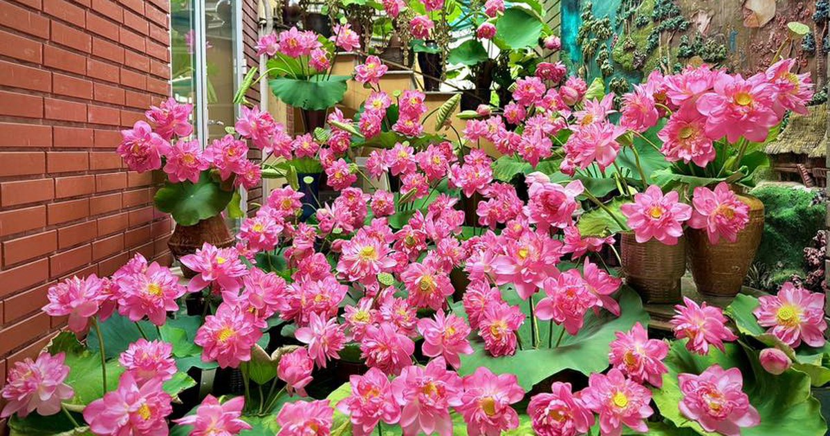 Người phụ nữ cắm hoa sen khắp cầu thang, dân mạng tưởng lạc vào vườn hoa