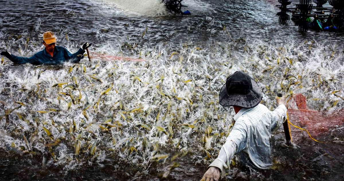Hợp nhất Bạc Liêu - Cà Mau mở rộng không gian phát triển