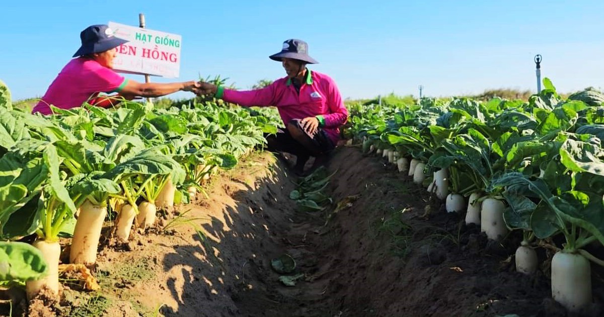 Nông dân đổi đời nhờ trồng củ cải và hành tím trên đất giồng cát