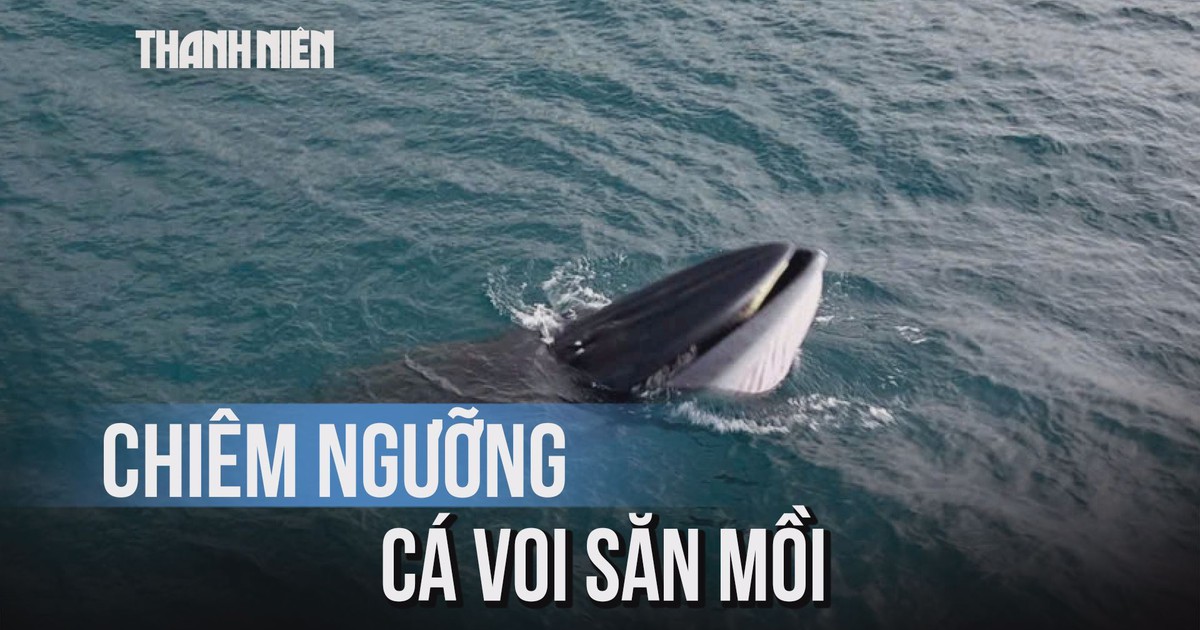 Thích thú hình ảnh cá voi săn mồi ở Quy Nhơn