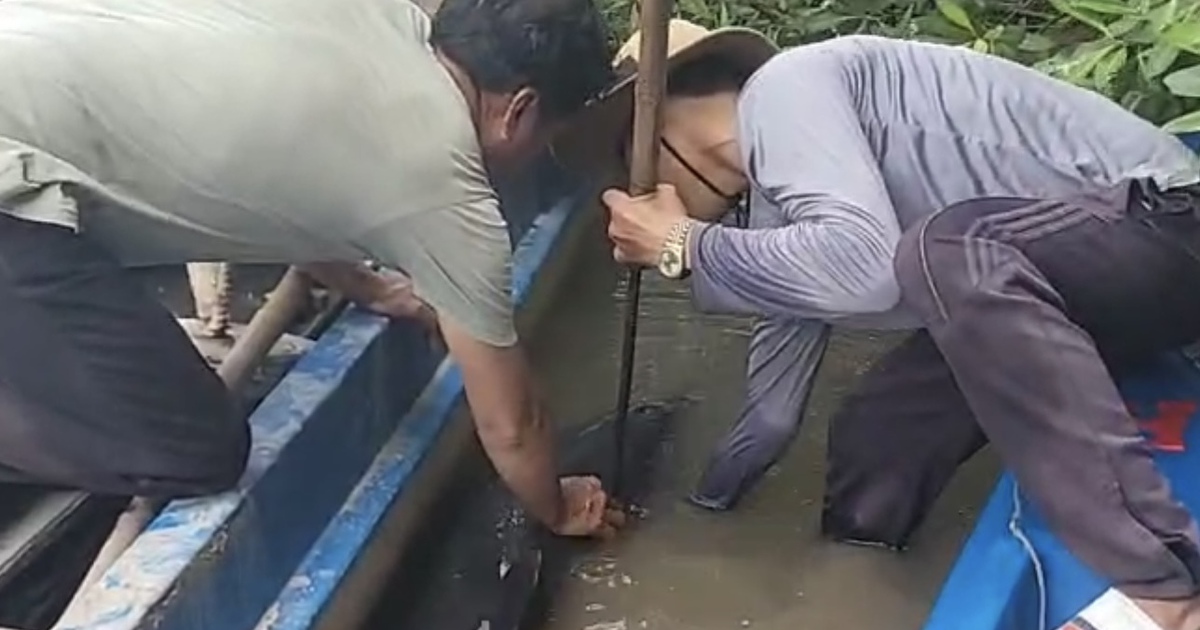 Cà Mau: Giải cứu cá heo bị đâm bằng chĩa sắt trên sông Gành Hào