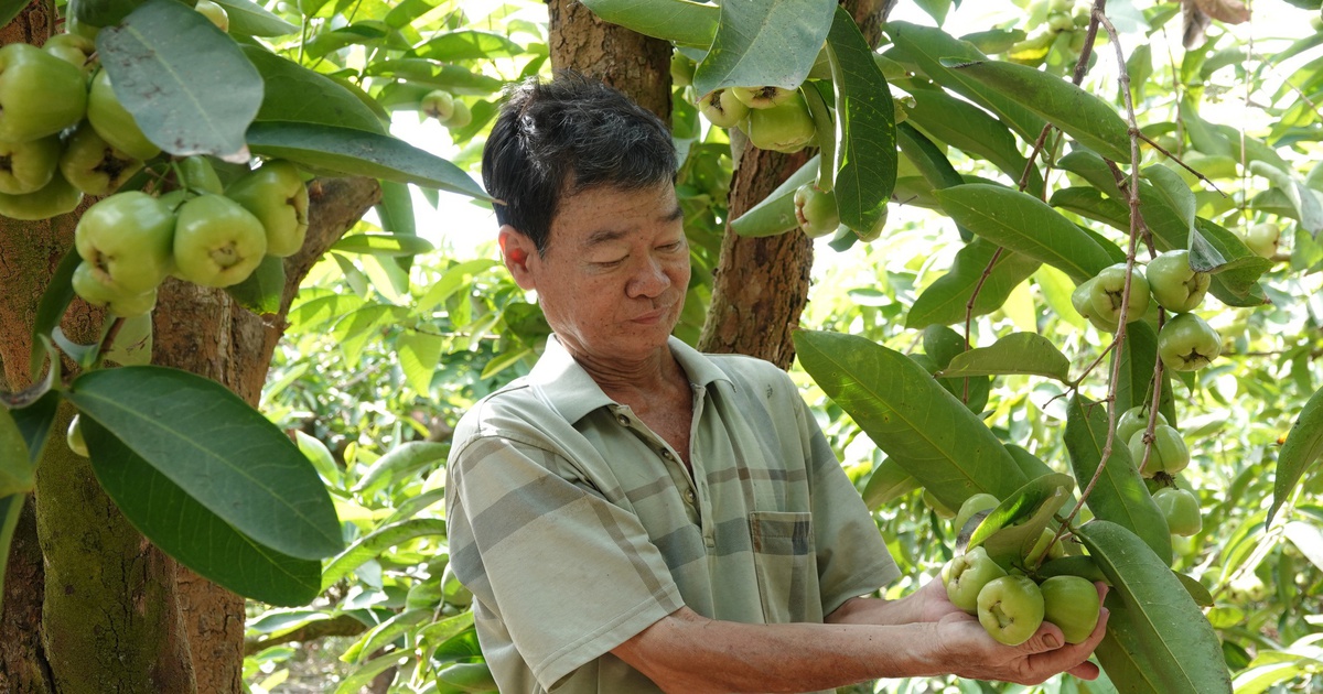 Mận xanh đường 'hồi sinh', nhà vườn miền Tây thu nhập hàng trăm triệu đồng/năm