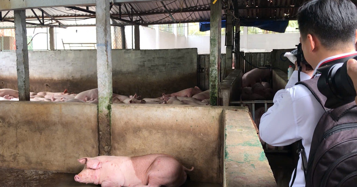 Vụ Công ty C.P bị tố ‘bán thịt bẩn’: Vì sao mổ heo rồi mới tiêu hủy?