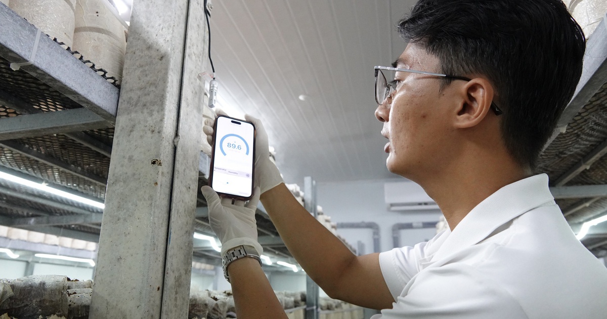 Chàng trai thu lãi hàng trăm triệu đồng nhờ nấm mối đen