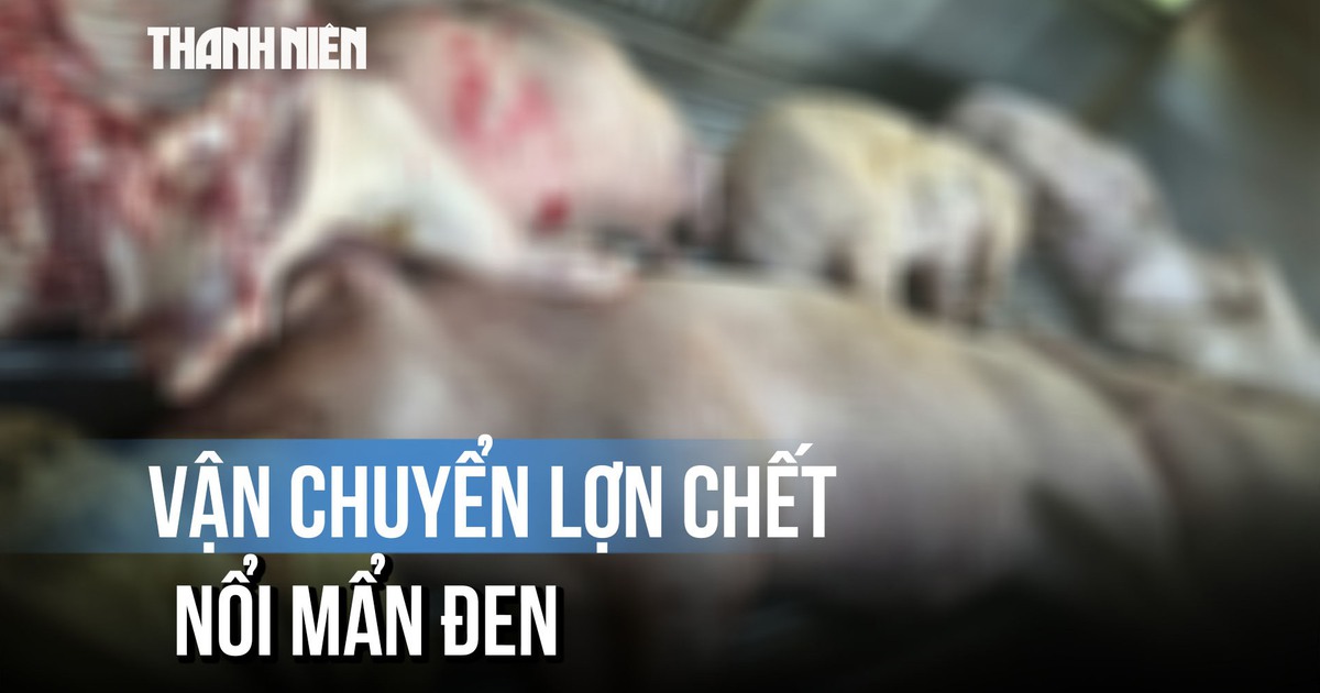 Chặn đứng chuyến hàng chở lợn chết nổi mẩn đen ở Quảng Trị