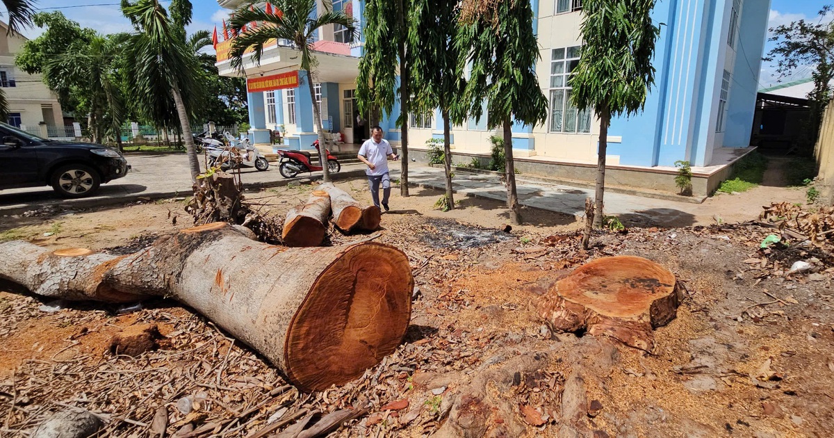 Bộ Tài chính đề nghị làm rõ vụ chặt 8 cây cổ thụ tại UBND P.Cheo Reo