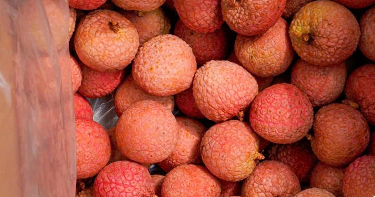 Vải thiều sang Nhật Bản là 'quà biếu sang trọng'