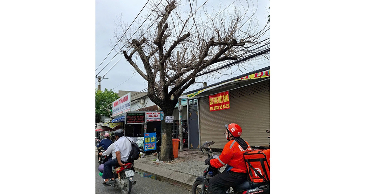 Cây chết khô lâu ngày chưa xử lý