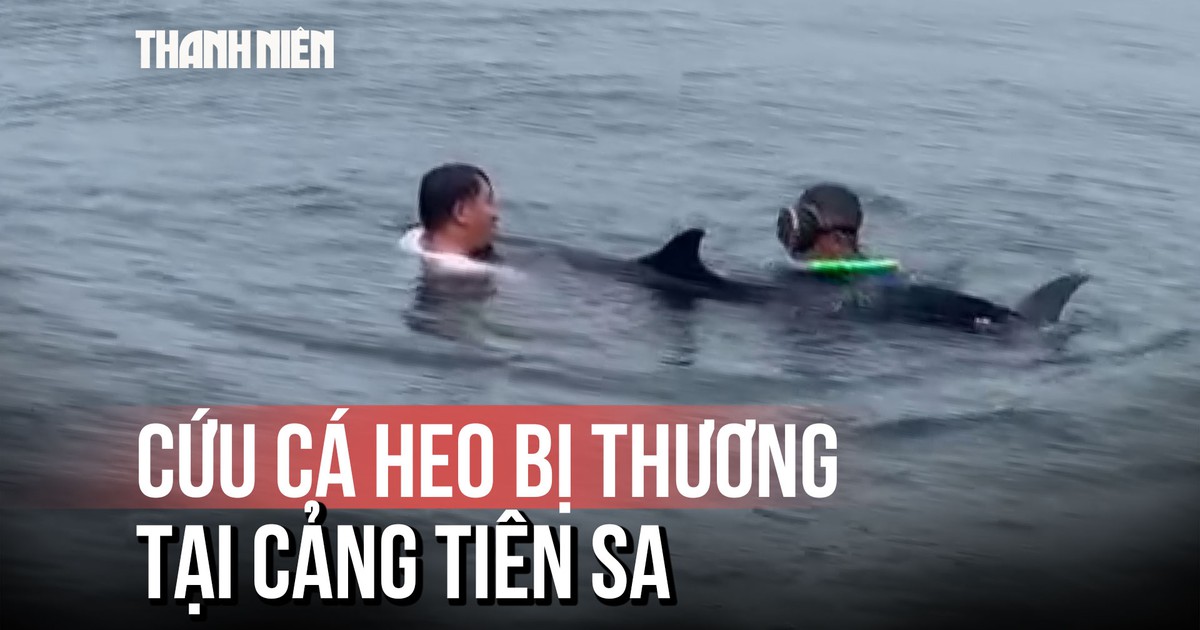 Cá heo nặng khoảng 200 kg bị thương, dạt vào cảng Tiên Sa