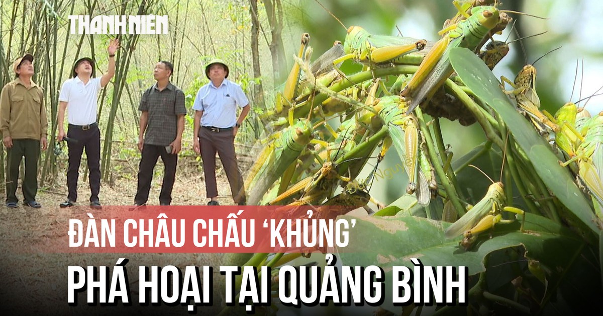 Châu chấu dày đặc bất thường, cắn phá cây luồng lấy măng ở Quảng Bình